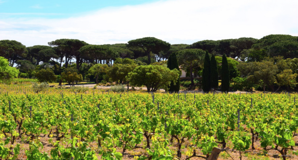 villa in St Tropez : Rent this modern villa ideally located in La Moutte - Photo 20